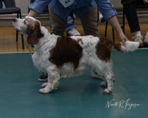 Open Dog